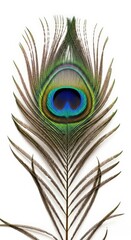 Fototapeta premium Stunning peacock feather detail on white background for exotic designs and textures, vivid colors for invitations and elegant backgrounds
