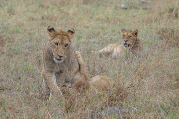 Lion Cubs at play