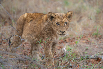 Fearless lion cub portrait