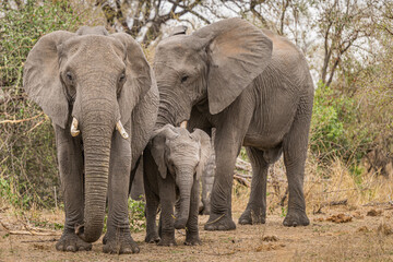 Obraz premium Small elephant family group standing in from of a busy backdrop- south Africa