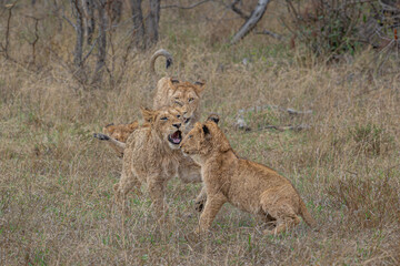 Lion Cubs at play