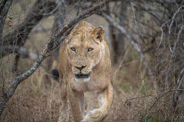 Lioness on the march