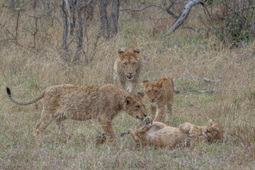 Lion Cubs at play in an open field surrounded by bush