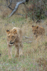Lions relocating to fresher fields