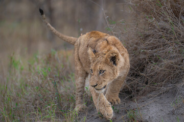 Lion cub checking its surroundings