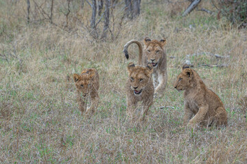 Lion family on the move