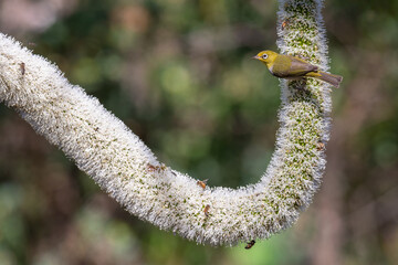 Silvereye (Zosterops lateralis) feeding on nectar from a flowering plant, Perth, Western Australia