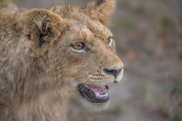 Portrait of a lion cub