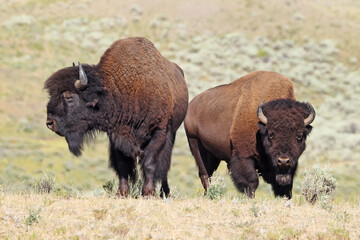 Bisons in Lamar Valley, Yellowstone National Park, USA