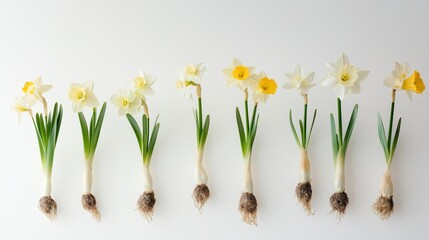 Meticulously arranged chronological display of narcissus development from initial root emergence to withering flower, isolated on pristine white infinity background, scientific specimen photography