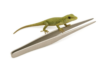 Fototapeta premium Green lizard balancing on metal tweezers transparent background