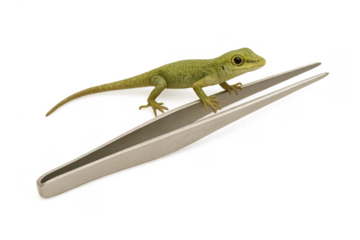 Green lizard balancing on metal tweezers transparent background