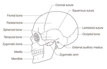 Monochrome Anatomical Diagram of the Human Skull (Lateral View)