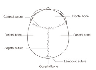 Monochrome Anatomical Diagram of the Human Skull (Superior View)