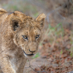 Lion Cub portrait