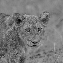Lion Cub portrait