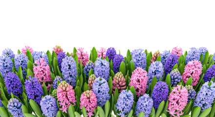 Hyacinth Flower Border with Pink and Purple Blooms Isolated on White
