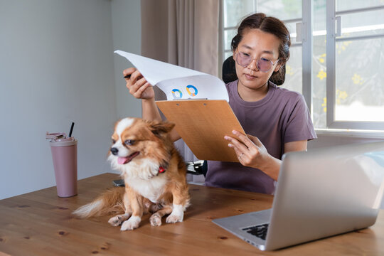 Asian business woman checking document on clipboard while working at home desk with happy Chihuahua dog. - Powered by Adobe