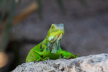 Fototapeta premium Tropical Green Lizard