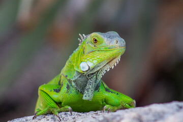 Fototapeta premium Tropical Lizard