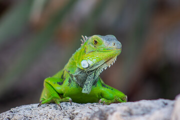 iguana on a tree