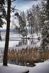 Winter Scene By Snowy Lakeside Forest With Reflections, Reeds, And Serene Frozen Shore