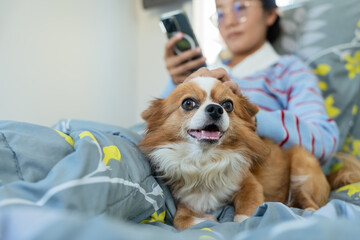 Happy long-haired Chihuahua dog lying on bed while owner using smartphone in background for digital lifestyle concept.
