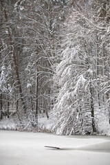 Snow Covered Forest Scene With Frozen Pond, Leaning Snow-Laden Tree, And Quiet Winter Silence