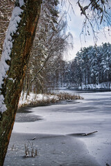 Winter Forest By A Frozen Lake With Snow-Covered Trees And Tranquil Vibe