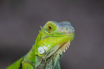 iguana on a tree