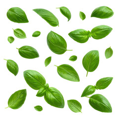 Fototapeta premium Falling basil leaves isolated on transparent background