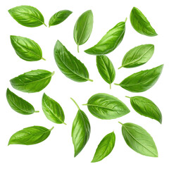 Fototapeta premium Falling basil leaves isolated on transparent background
