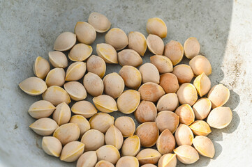 拾って洗って乾かした銀杏