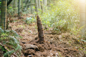 Fresh bamboo shoot growing from soil in forest