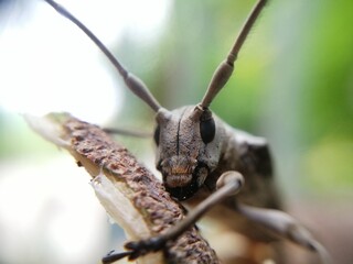 Pequeños insectos y animales