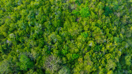 Naklejka premium aerial view of dark green forest Abundant natural ecosystems of rainforest. Concept of nature forest preservation and reforestation. 