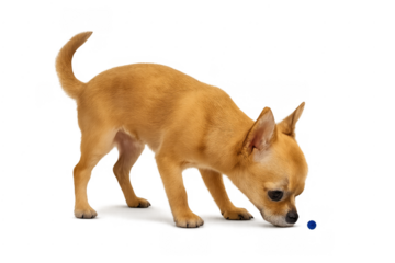 Chihuahua puppy sniffing small blue object curious transparent background