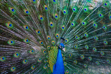 Obraz premium Beautiful peacock. Colorful peacocks feathers. Peacock with open plumage. Tropical bird. Peacock in nature. Close-up of peacock pattern.