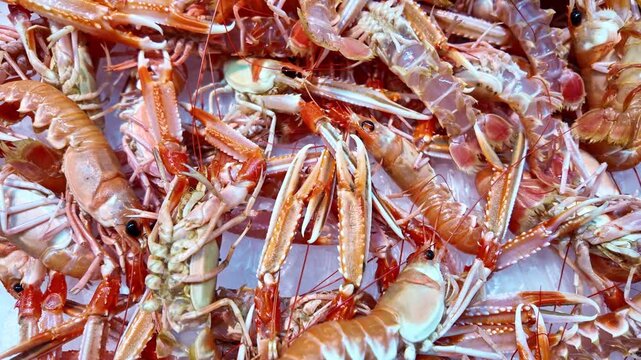 Close-up view of pile of fresh Norway langoustes arranged on a market stall iced table.