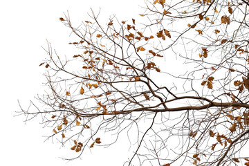  Natural oak branch on white background