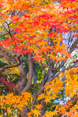 グラデーションが綺麗なモミジ