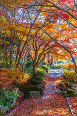 紅葉に染まった散策路（愛知県豊田市　愛知県緑化センター）