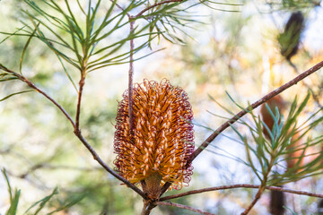 バンクシア スピヌロサの花 (Banksia Spinulosa Sm.)