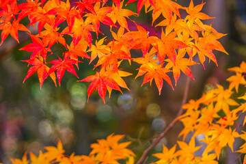 グラデーションが綺麗なモミジ