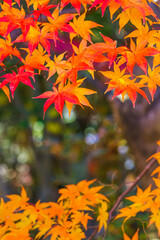 グラデーションが綺麗なモミジ