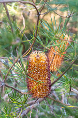 バンクシア スピヌロサの花 (Banksia Spinulosa Sm.)