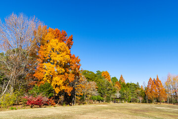 紅葉が綺麗なフウ「楓」とメタセコイア（愛知県豊田市）