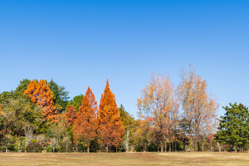 紅葉の綺麗な公園（愛知県緑化センター　豊田市）