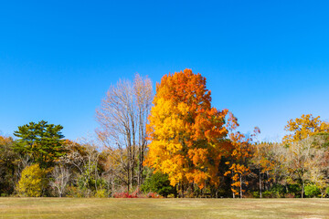 紅葉が綺麗なフウ「楓」（愛知県豊田市）