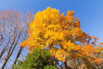 紅葉が綺麗なフウ「楓」（愛知県豊田市）